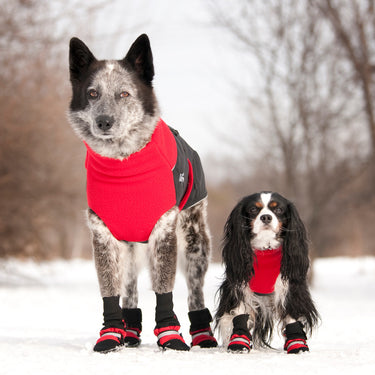 Two dogs wearing Red Muttluks dog boots with matching red Great White North coat.